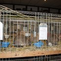IMG_4076