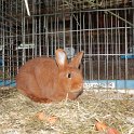 IMG_4078