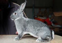 Großchinchilla